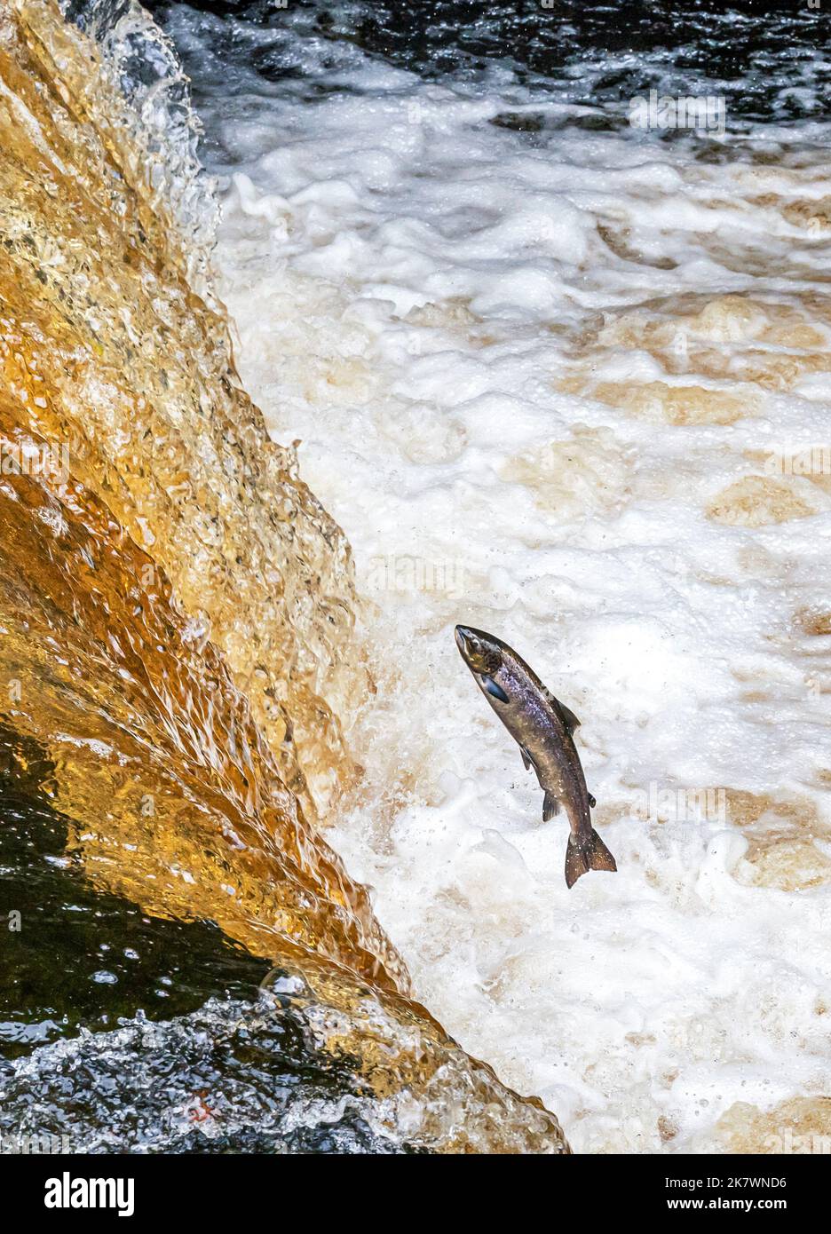 Salmon leap up Stainforth Force on the River Ribble in the Yorkshire