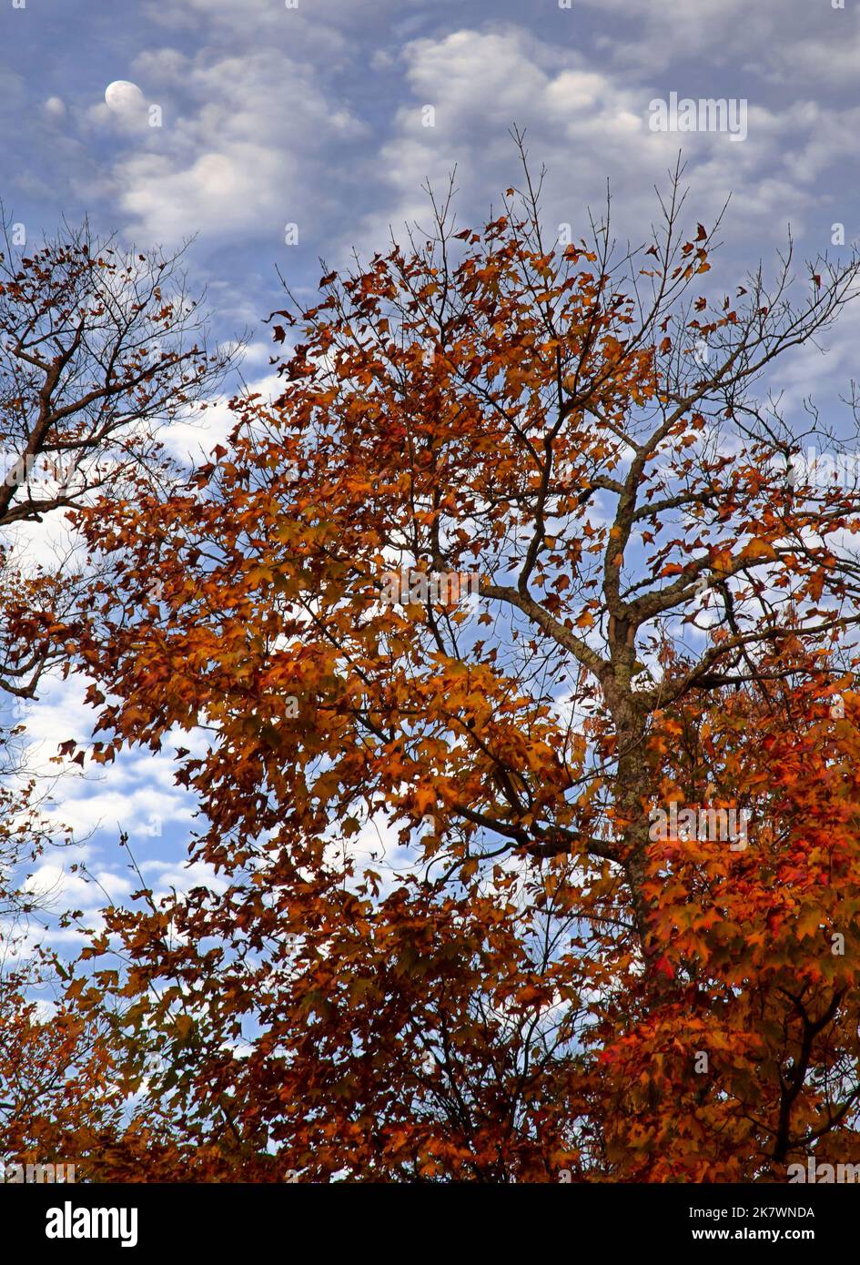 The Moon sets into the clouds behind a brilliant Maple tree at Cave