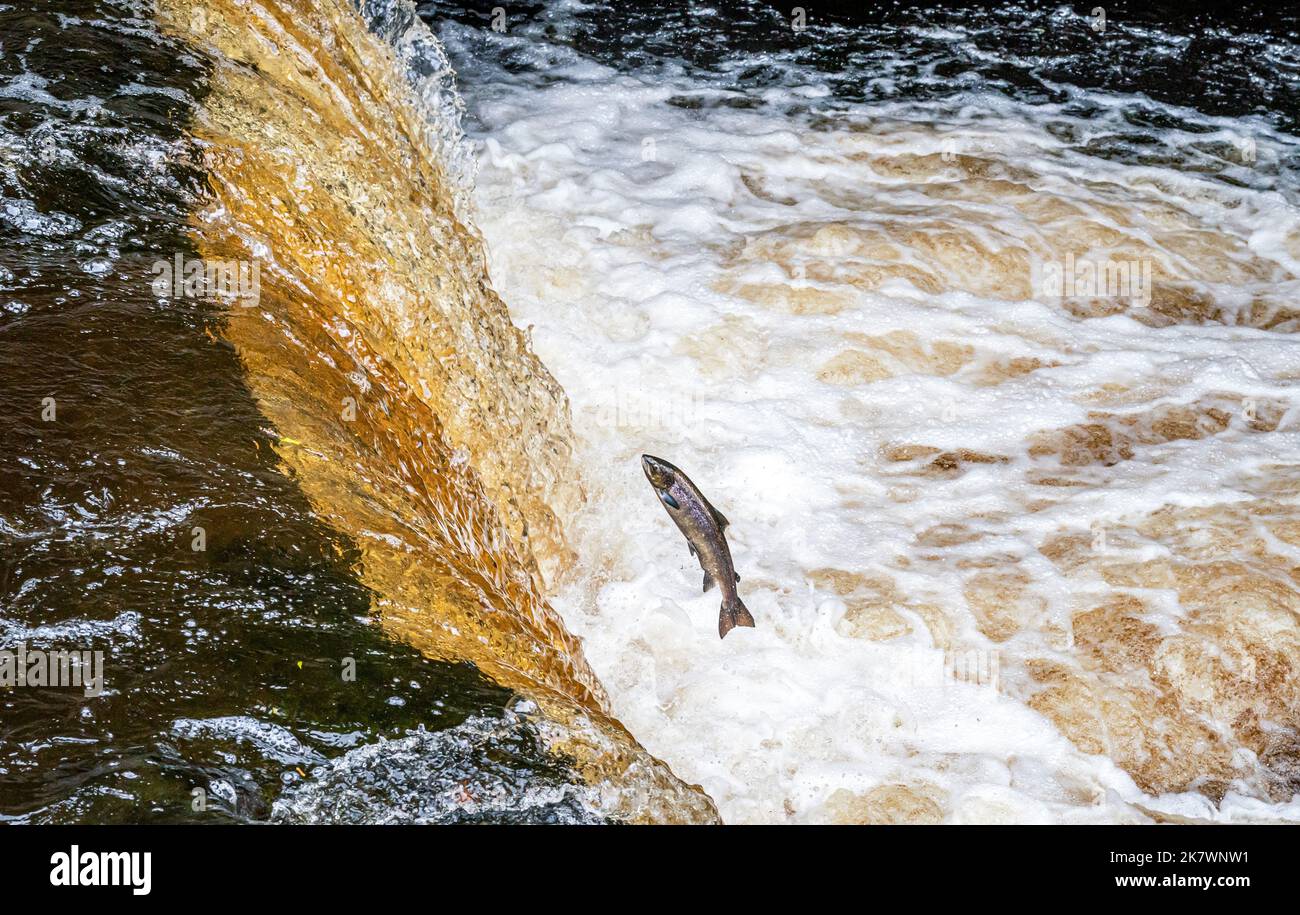 Salmon leap up Stainforth Force on the River Ribble in the Yorkshire