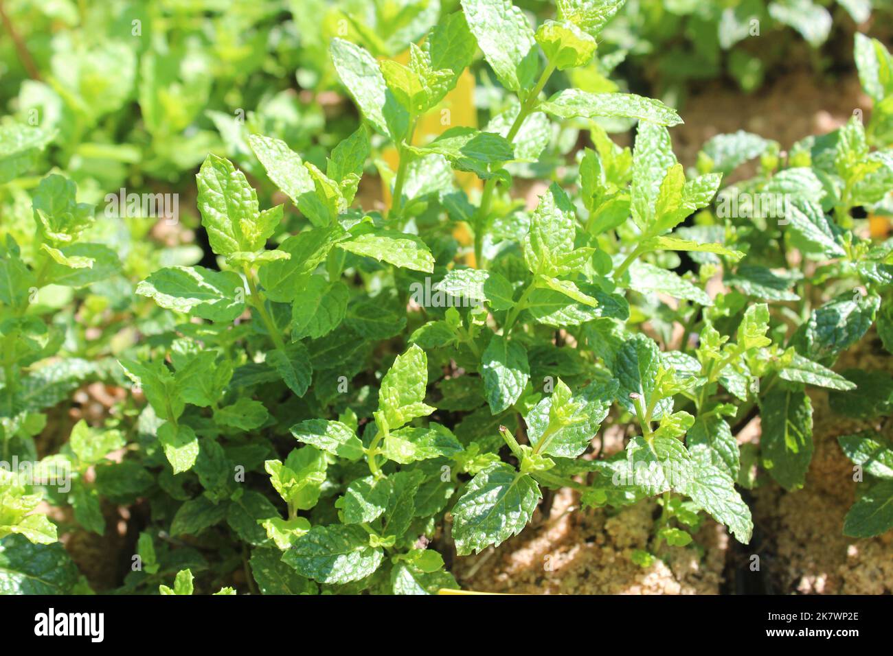moroccan mint in the garden Stock Photo