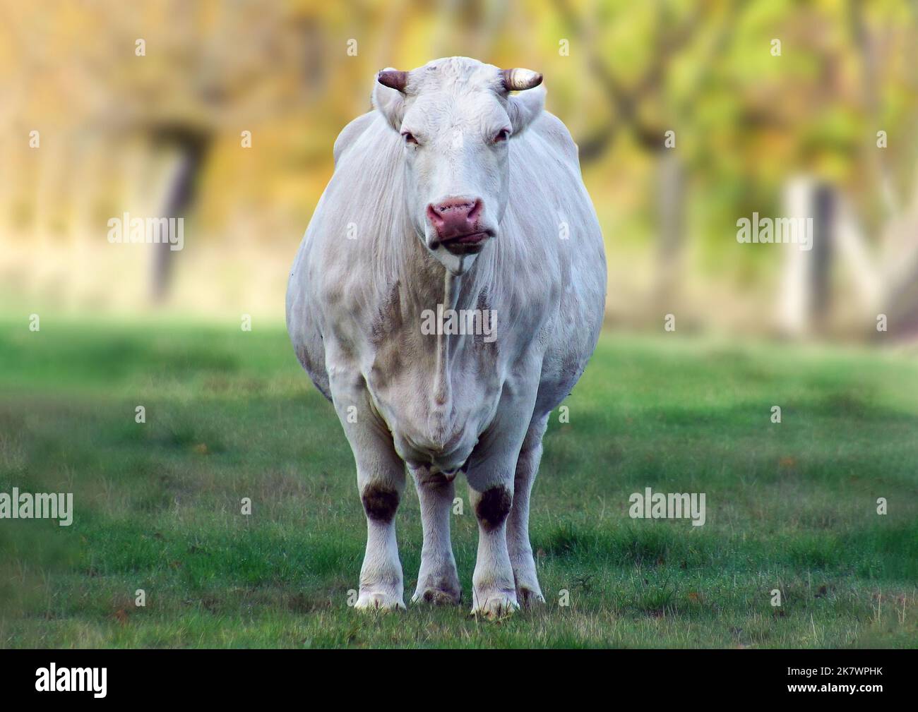 Eine ziemlich blöd guckende Kuh Stock Photo