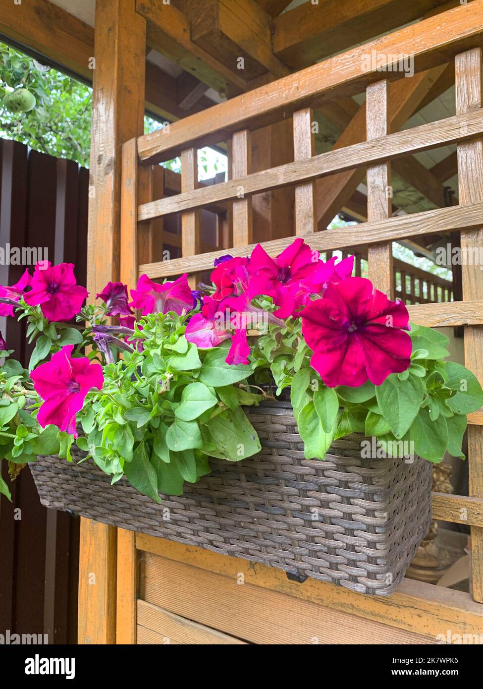 Hanging planters with different flowers in garden. Studio Photo Stock Photo Alamy