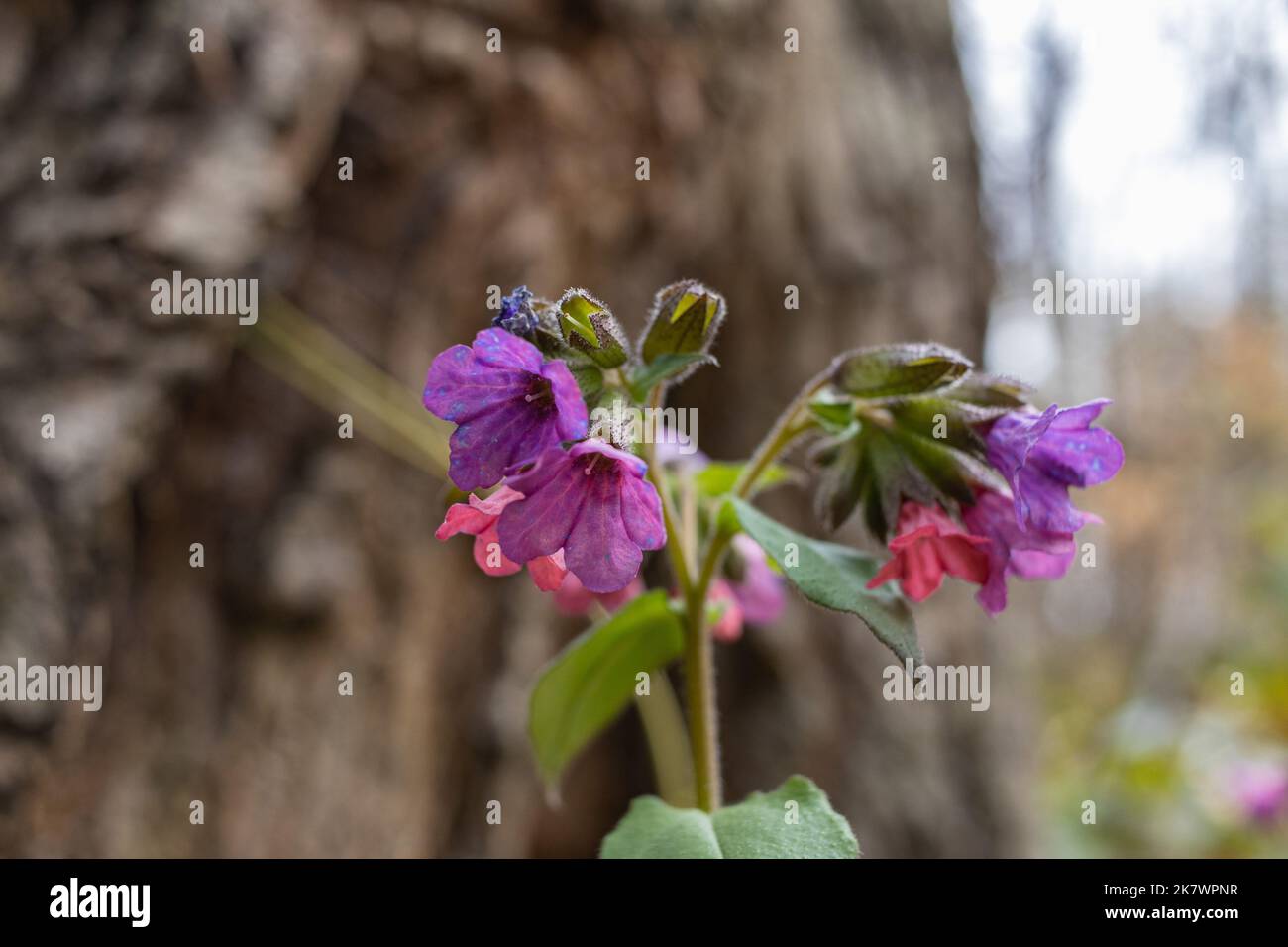 Pulmonaria officinalis, lungwort, common lungwort, Mary's tears or Our Lady's milk drops. Close up colorful flowers. Zakarpattia region of Ukraine Stock Photo