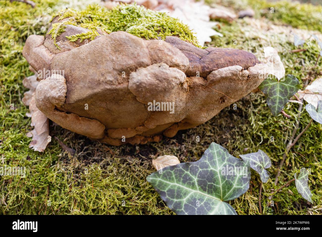 closeup of tinder fungus, a fungal plant pathogen on bark of tree with