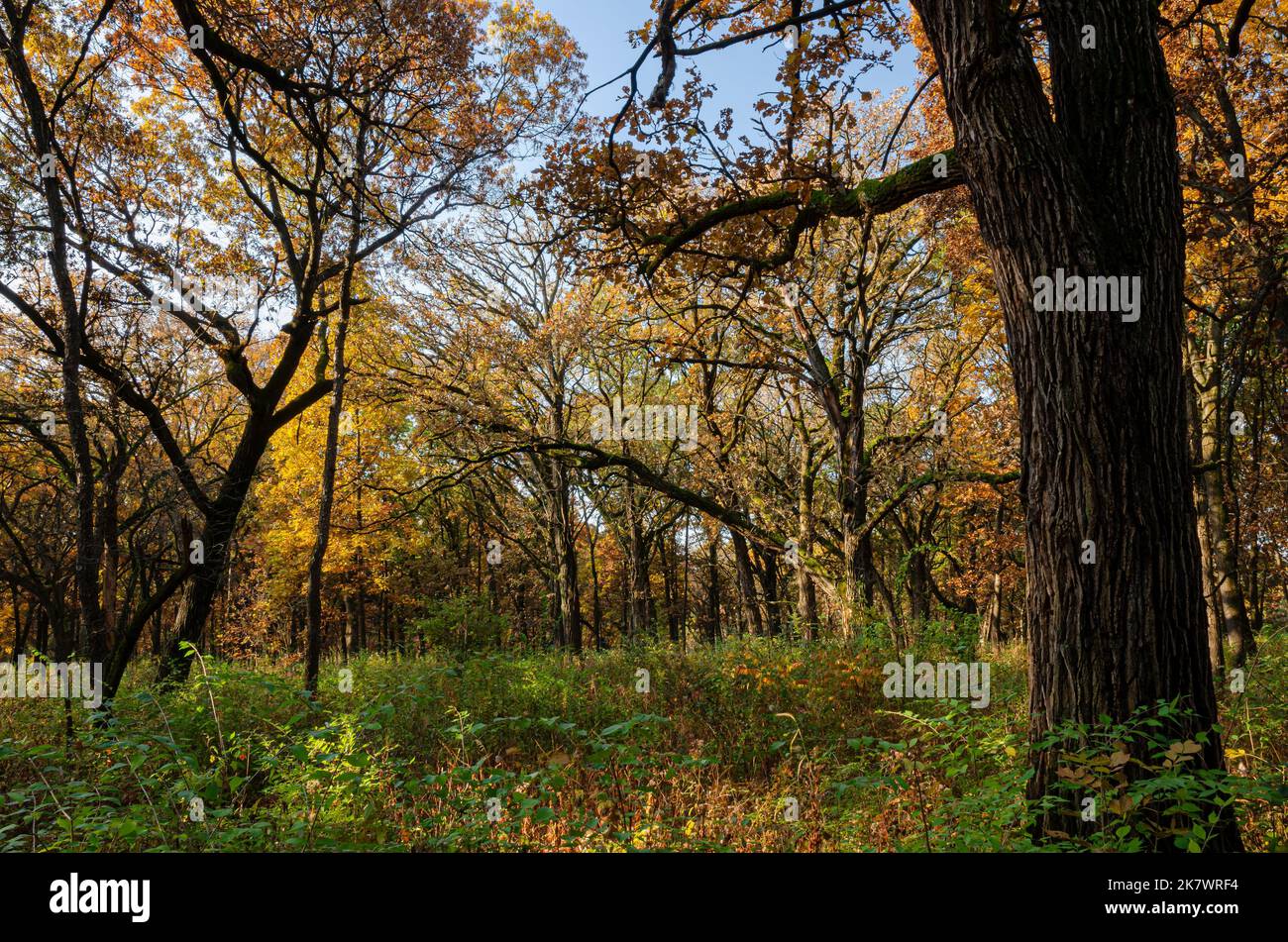 Autumn color takes over an Oak Savanna at Waterfall Glen Forest Preserve in DuPage County, Illinois Stock Photo