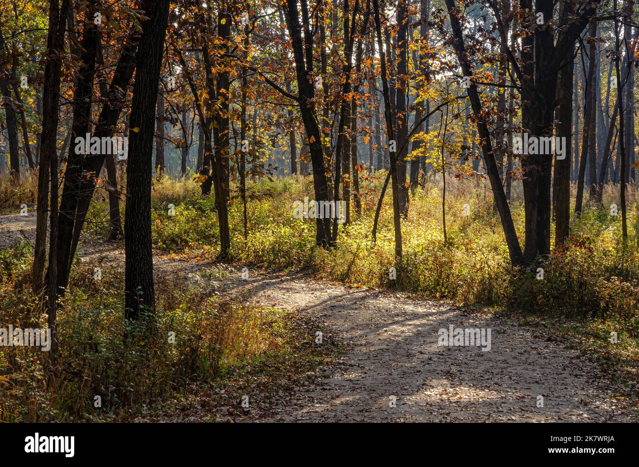 A trail winds through an Oak savanna at Waterfall Glen Forest Preserve in DuPage County, Illinois Stock Photo