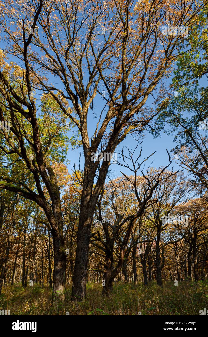 An Oak savanna sheds its leaves in autumn, Waterfall Glen Forest Preserve, DuPage County, Illinois Stock Photo