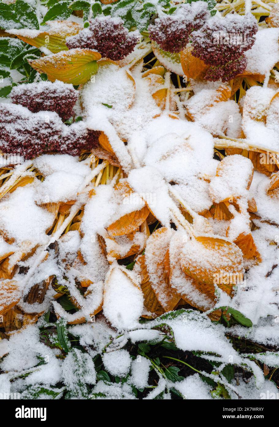 Hosta leaves turn golden in autumn and are covered in a rare October snow storm in a suburban garden, Shorewood, Will County, Illinois Stock Photo