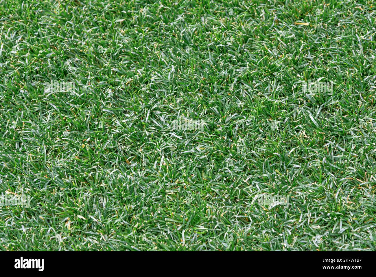 Green grass as an abstract background Stock Photo - Alamy