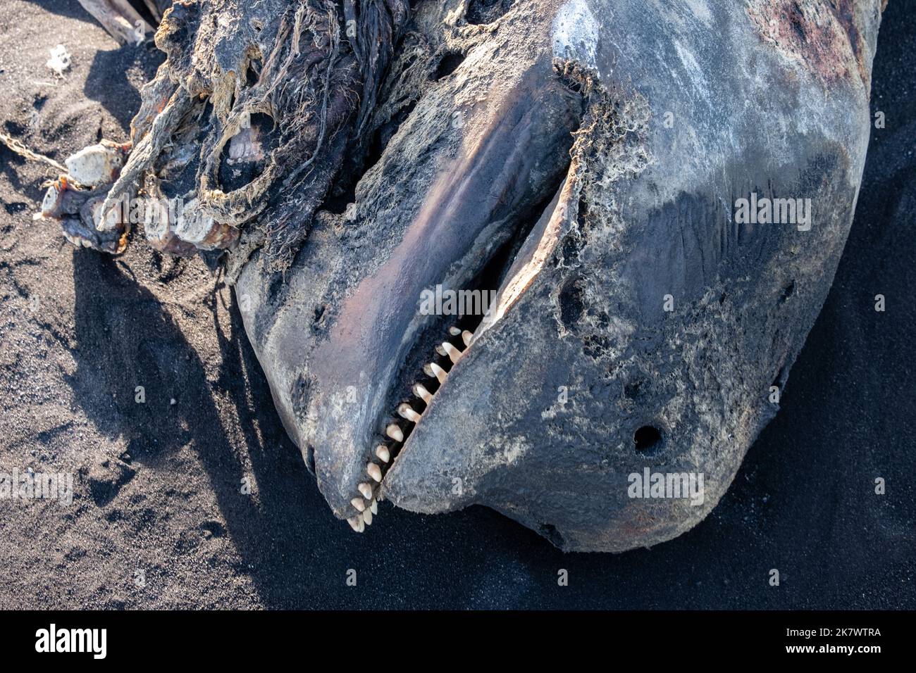 A decomposing whale carcass, presumably a beluga or a small orca - verwesender Walkadaver, vermutlich ein Beluga oder kleiner Orca Stock Photo