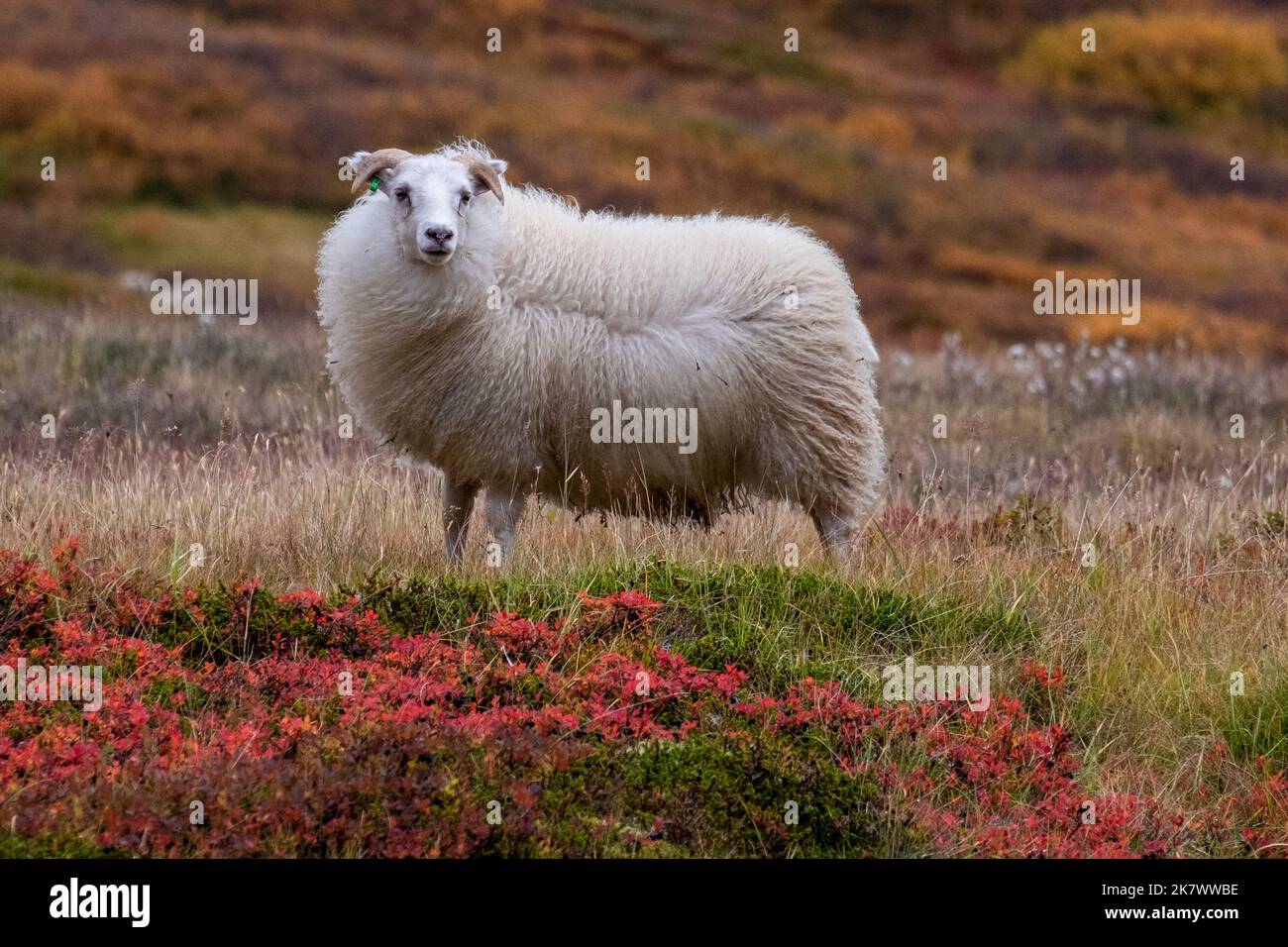 Icelandic sheep in autumn - isländisches Schaf im Herbst, sturmverblasen Stock Photo