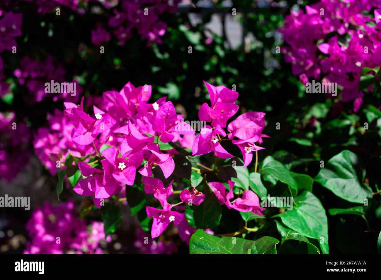 Bougainvillea glabra. Bright pink magenta bougainvillea glabra bush. Blooming bougainvillea flowers background. Selective focus Stock Photo