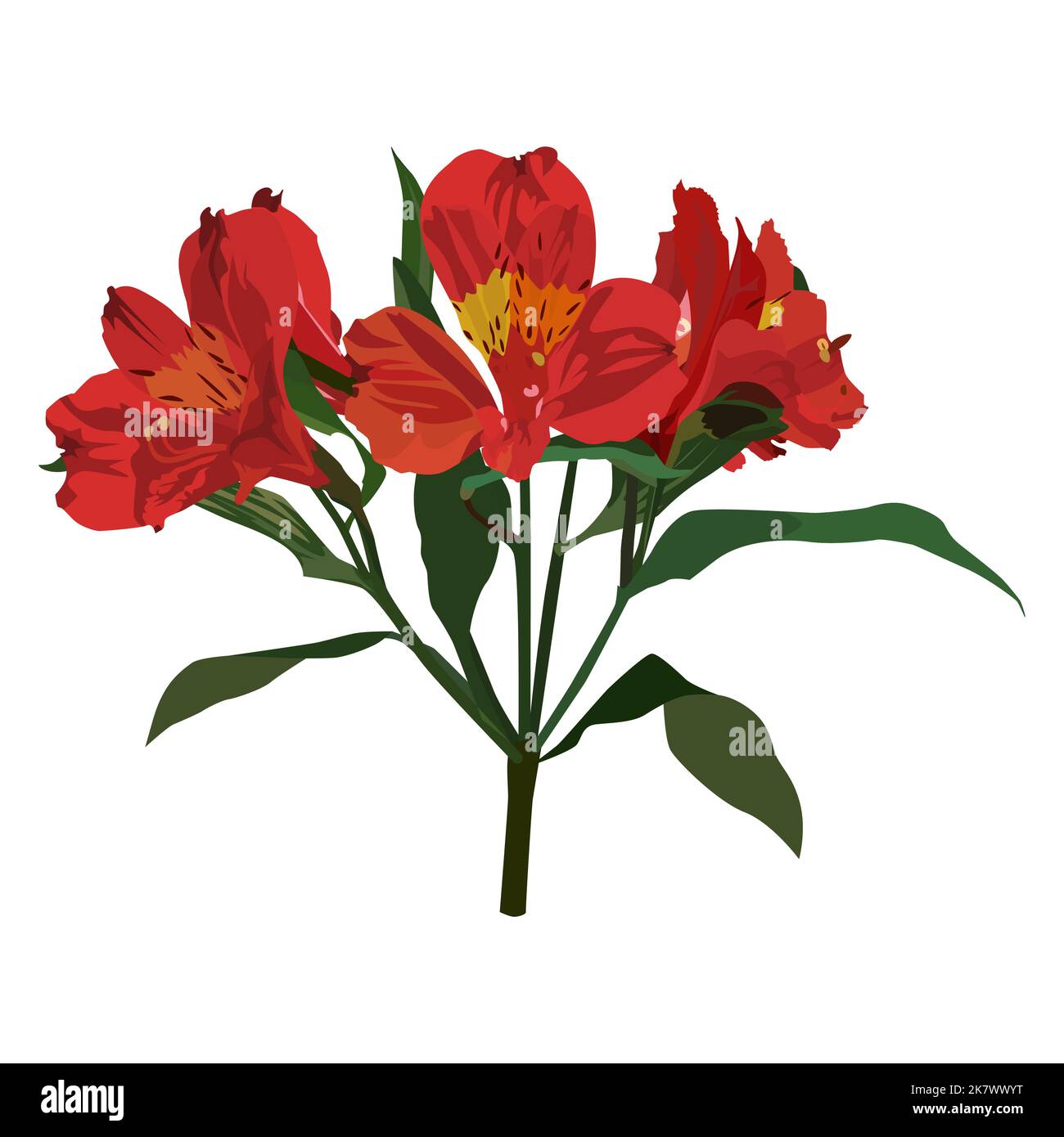 Alstroemeria tropical flower, South American plant, vector illustration