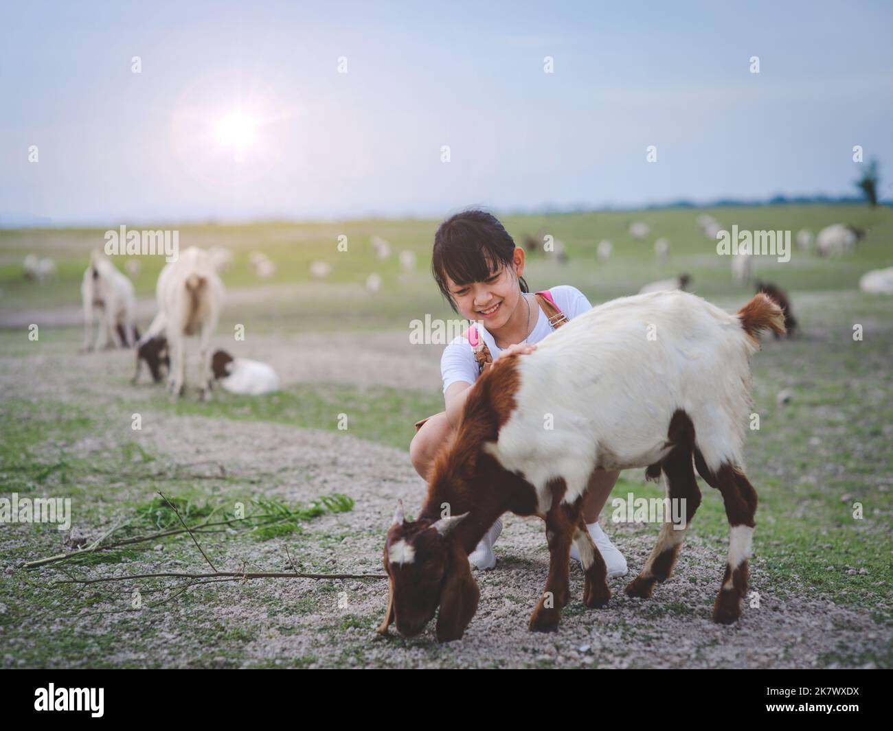 Asian girl feeding goats in a field with smiley face and happy.Concept