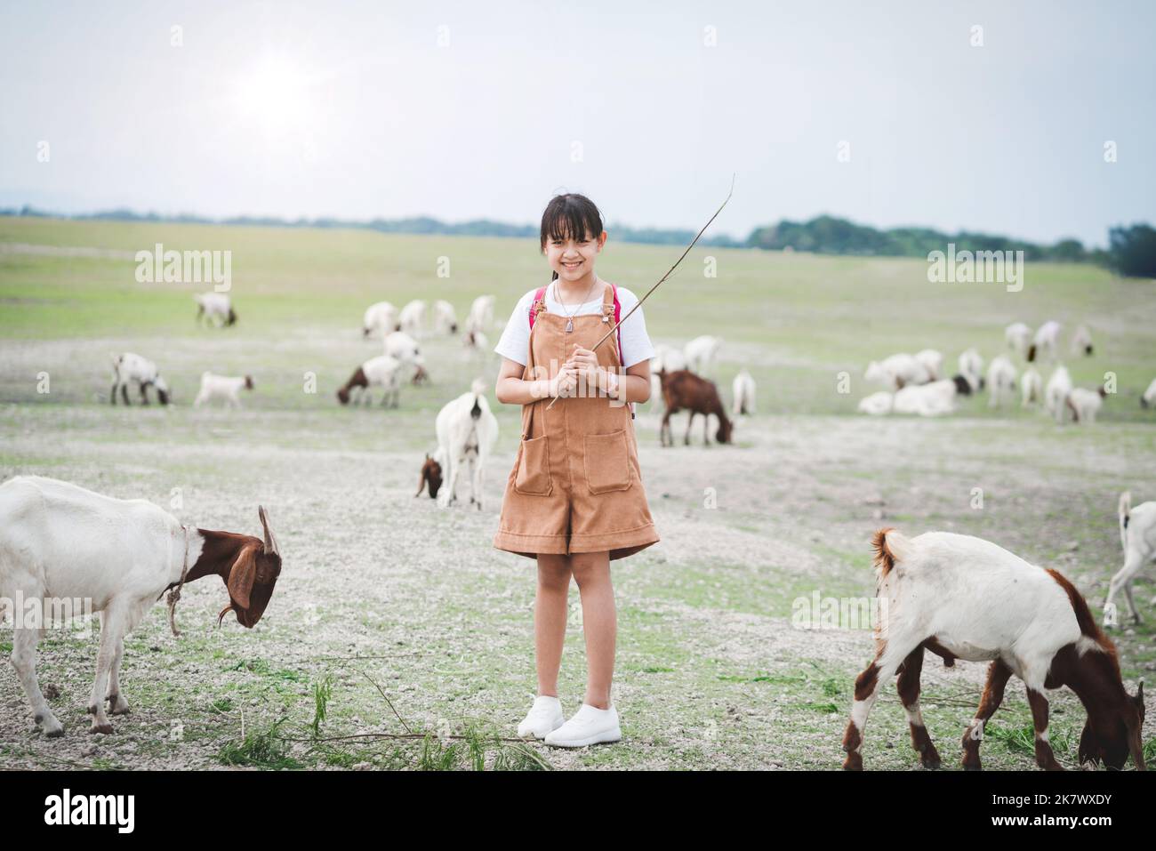 Asian girl feeding goats in a field with smiley face and happy.Concept ...