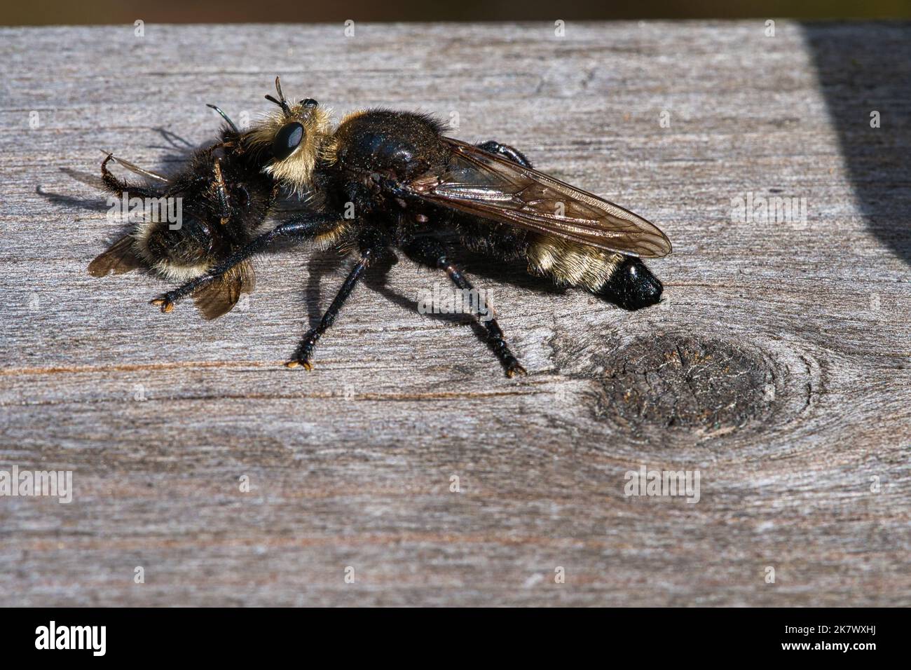 Yellow murder fly or yellow robber fly with a bumblebee as prey. The insect is sucked out by the hunter. Yellow black hairs cover the hunter. Macro sh Stock Photo