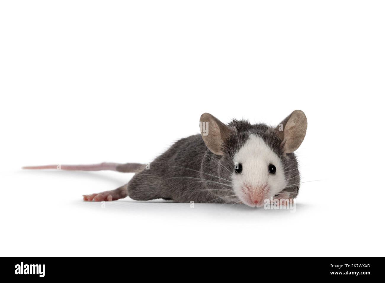 Cute young blue Hereford mouse, standing side ways. Looking towards camera. Isolated on a white background. Stock Photo