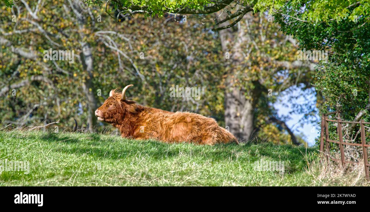 Highland Cow Stock Photo