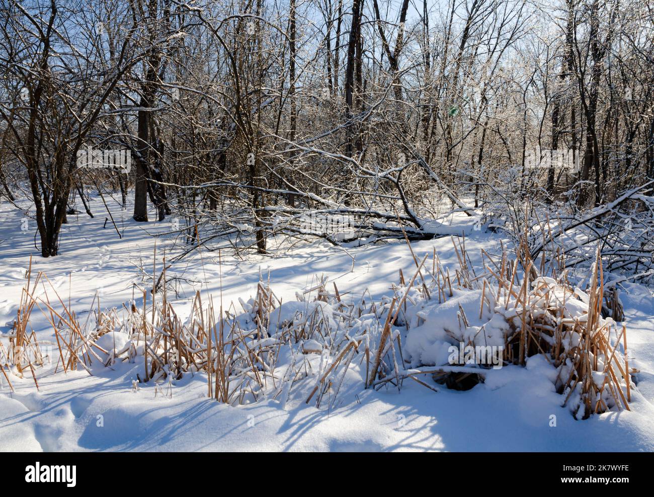 Remnants of cattail reeds are snow covered against a backlit forest after a recent snow, Hammel Woods Forest Preserve, Will County, Illinois Stock Photo
