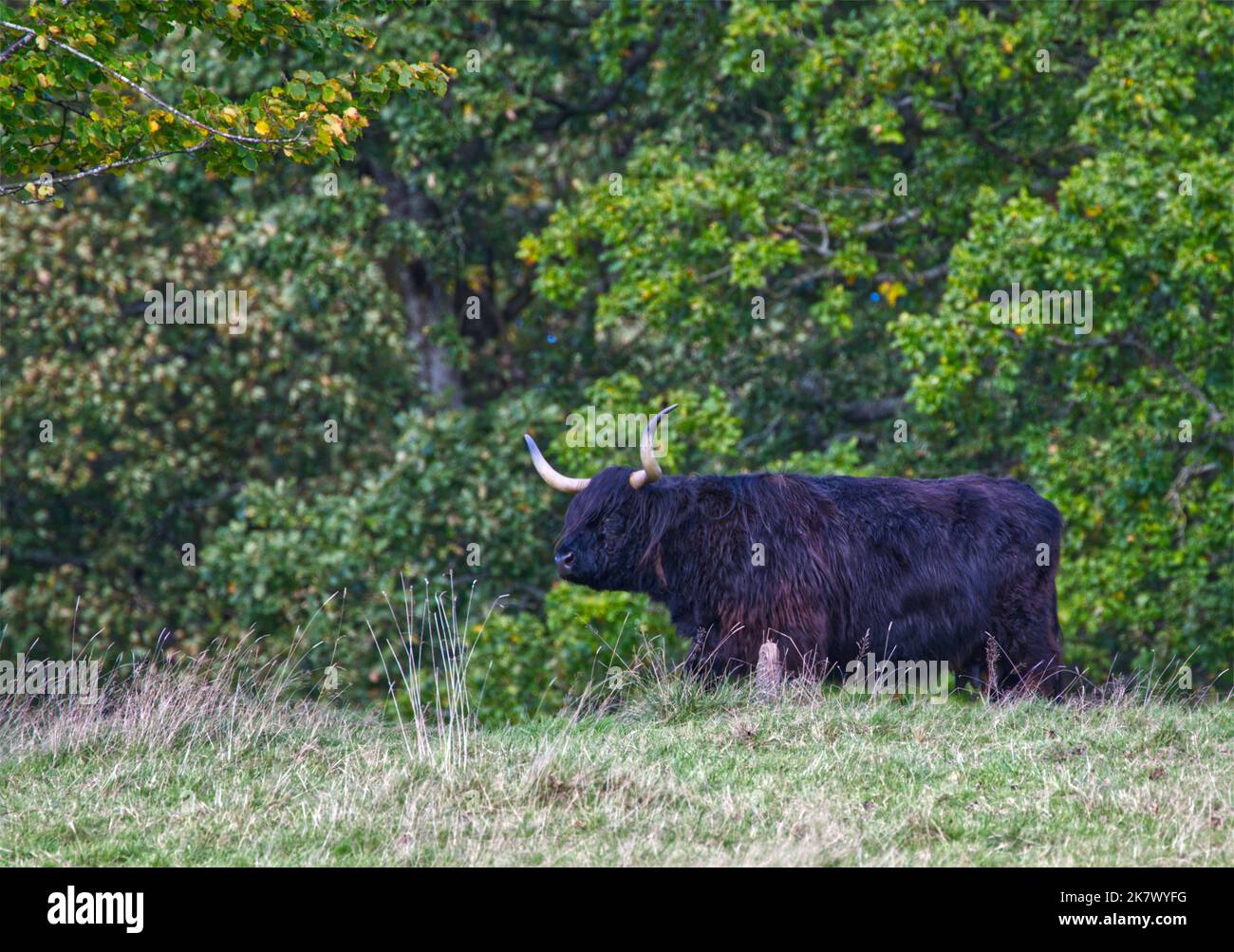 Black highland cow hi-res stock photography and images - Alamy