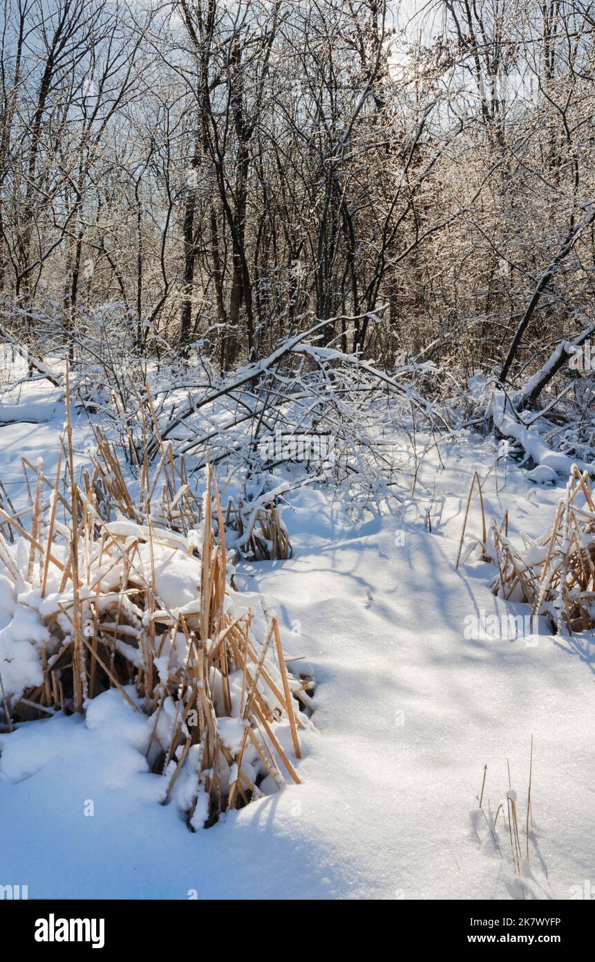 Remnants of cattail reeds are snow covered against a backlit forest after a recent snow, Hammel Woods Forest Preserve, Will County, Illinois Stock Photo