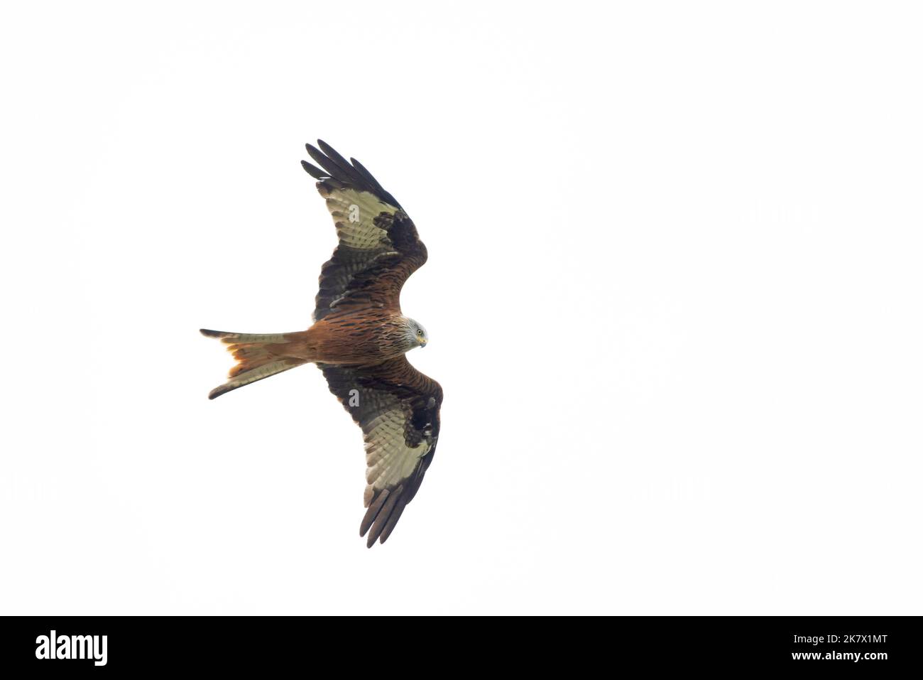 Red Kite (Milvus milvus) Norfolk GB UK October 2022 Stock Photo