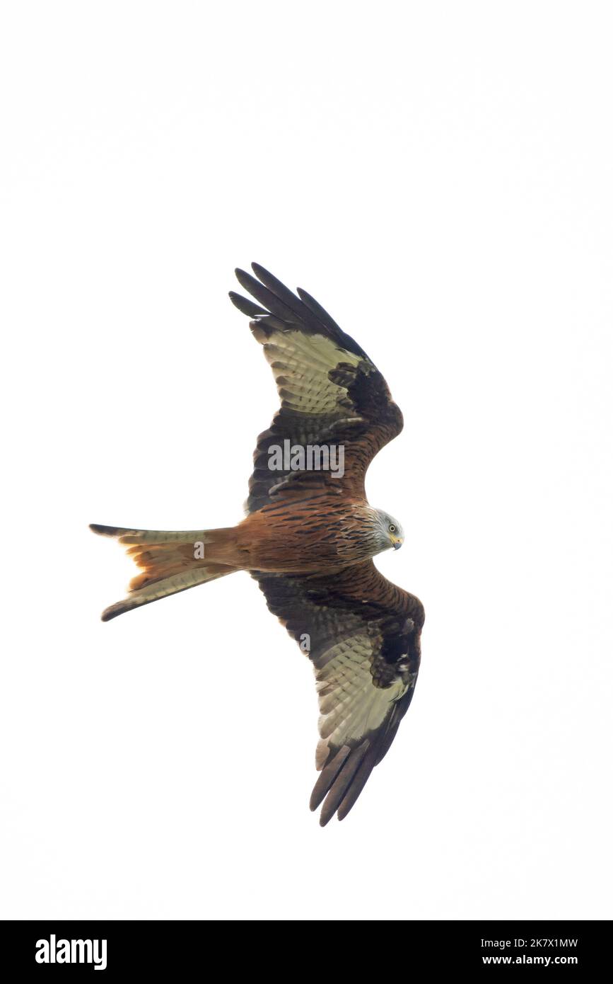 Red Kite (Milvus milvus) Norfolk GB UK October 2022 Stock Photo