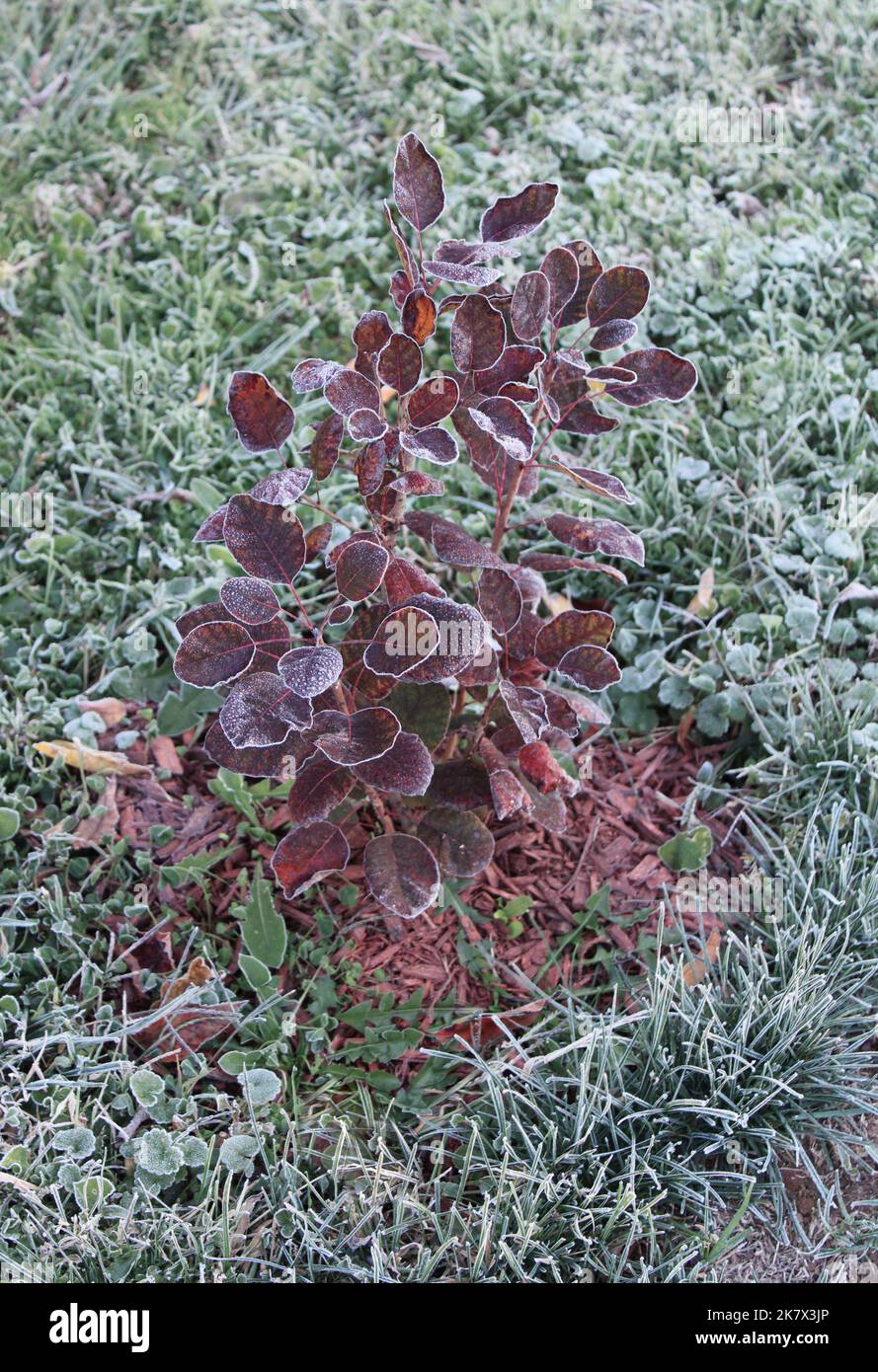 Frost on The Edges of Leaves of a Young Purple Smokebush Stock Photo