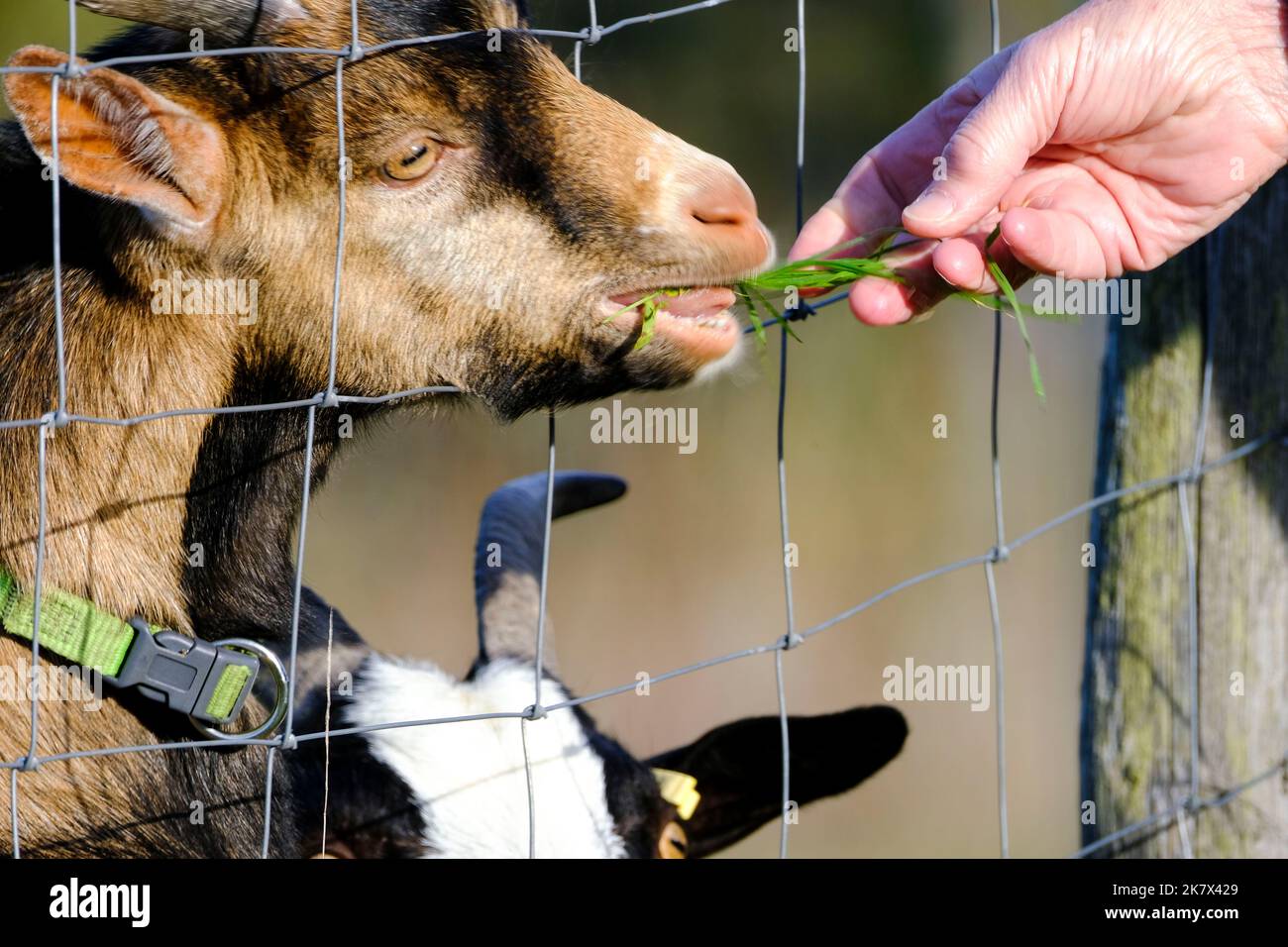 DEU, Deutschland, Germany, Rheinland-Pfalz, Puenderich, 11.10.2022: eine Ziege wird am Zaun eines Geheges in Puenderich an der Mosel mit etwas Gras ge Stock Photo