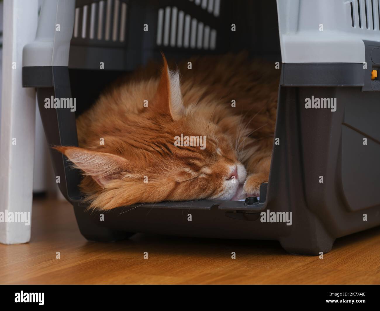 A red Maine coon cat sleeping in a cat carrier. Close up. Stock Photo
