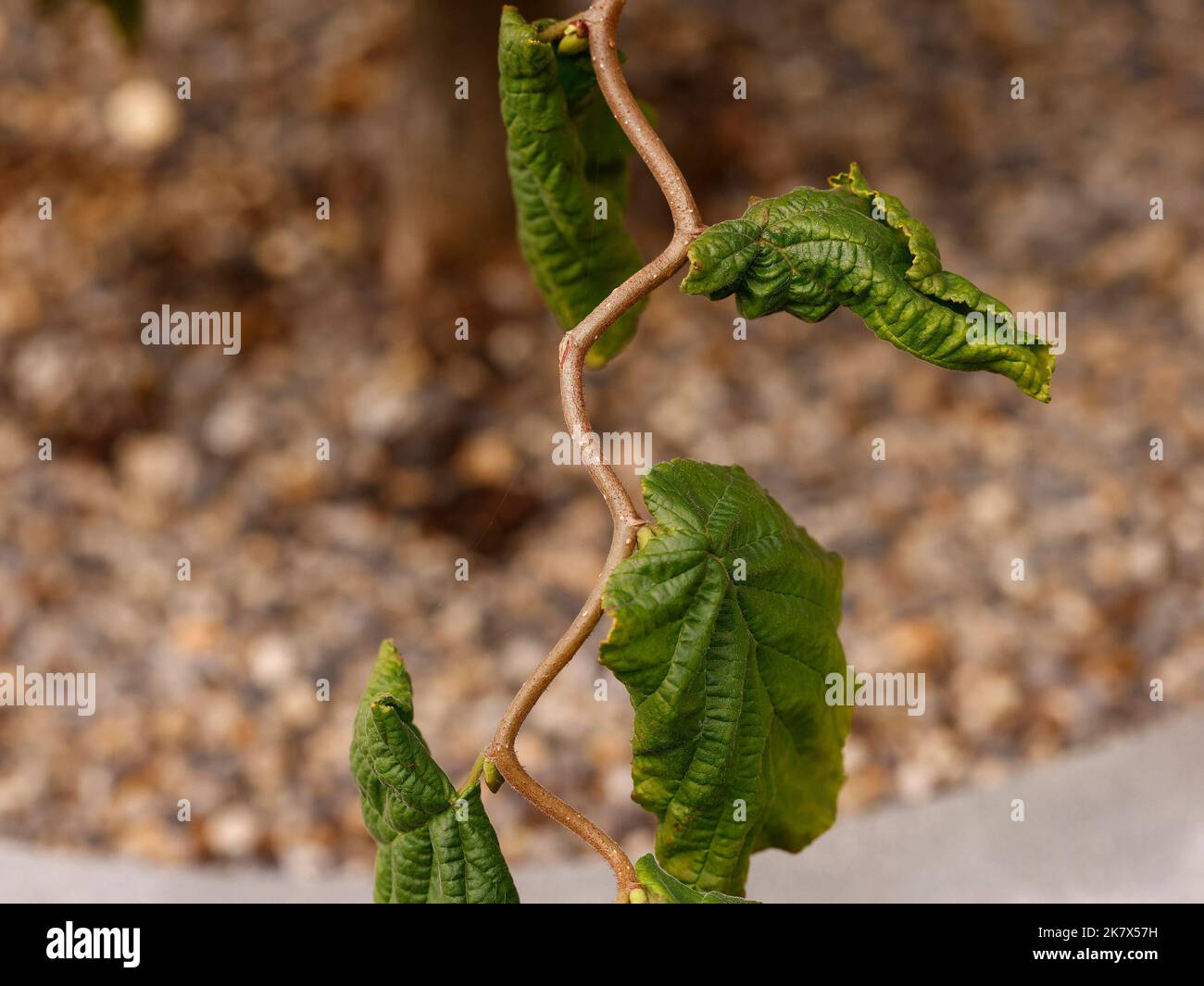 Close up of a woody stem of a twisted branch of the deciduous garden shrub Corylus avellana