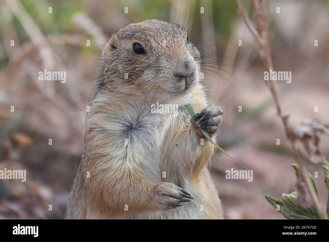 A welcome smile from a Prairie dog Stock Photo