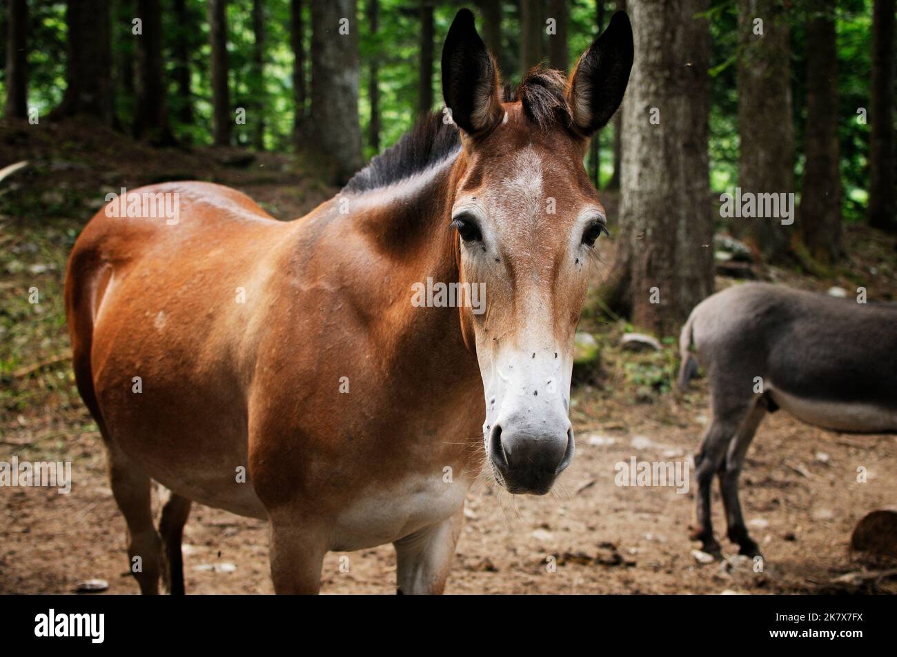 Muzzle of brown mule Stock Photo