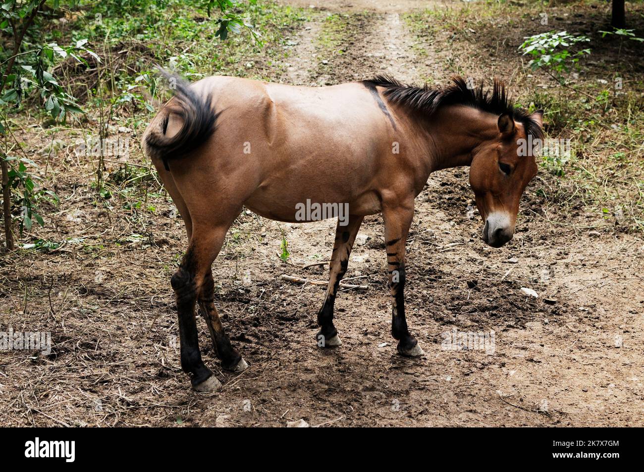 Brown mule Stock Photo