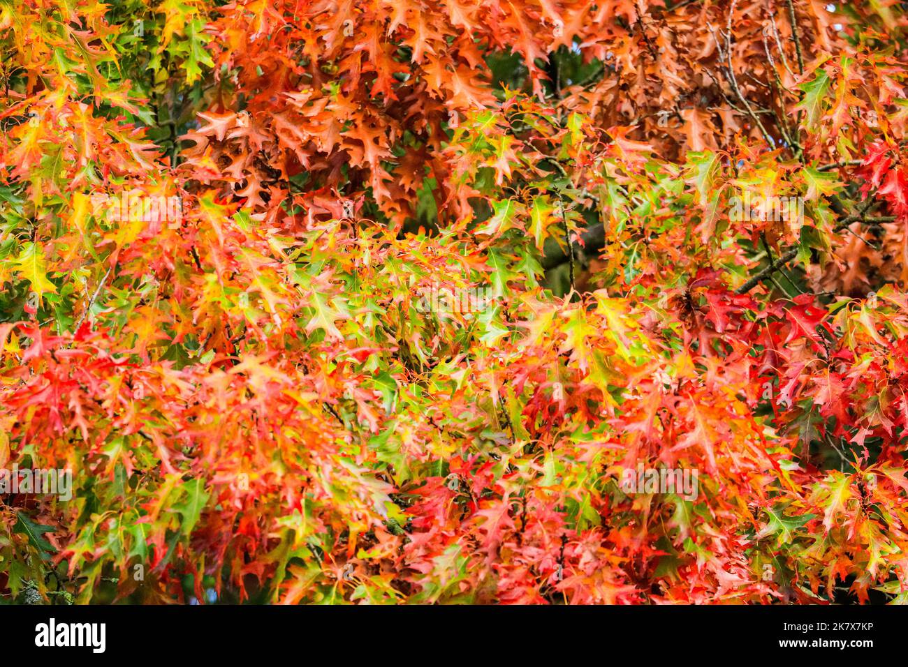 Dülmen, Münsterland, Germany. 19th Oct, 2022. Vibrant leaves on a Northern Red Oak (Quercus rubra) are slowly turning from green to a vibrant red. The autumn sunshine produces vibrant colours and scenery at Dülmen Nature Reserve in the Münsterland countryside. Credit: Imageplotter/Alamy Live News Stock Photo