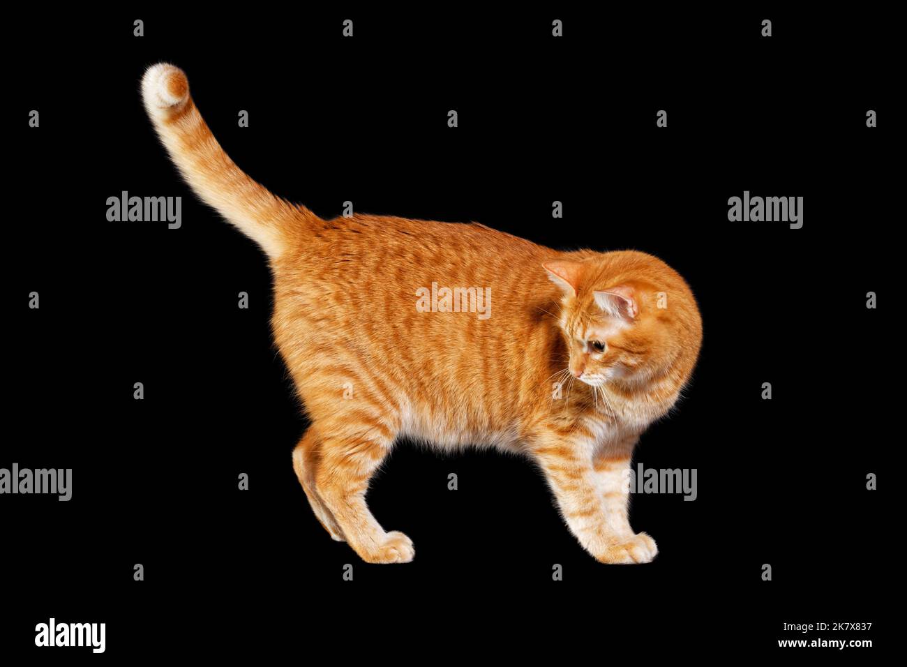 Portrait of ginger cat isolated on black background. Copyspace Stock