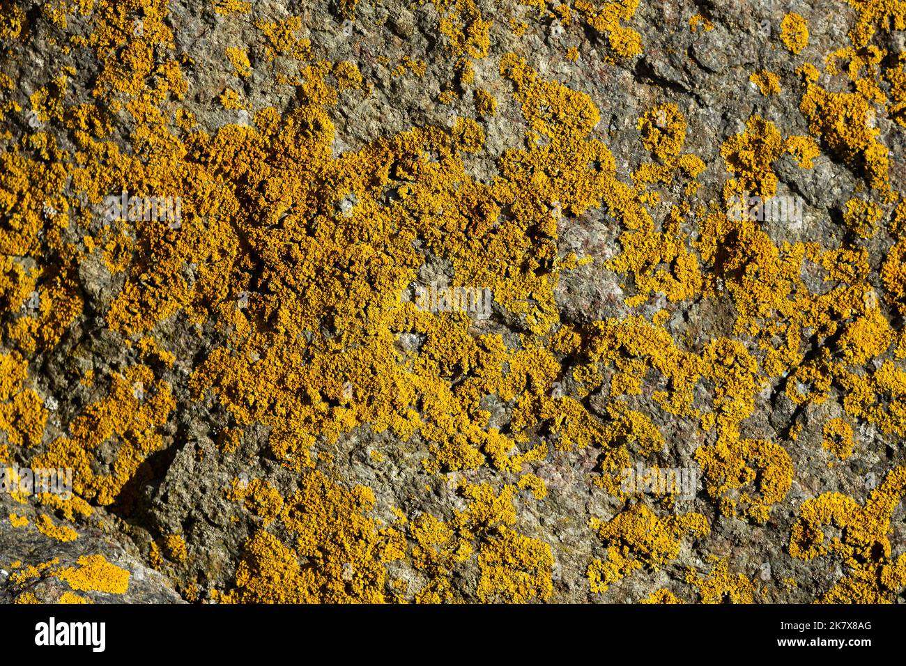 Marine Golden Crust lichen is one of the best known and colourful of the lichens. They are most often seen on rocks close to the high-tide mark Stock Photo