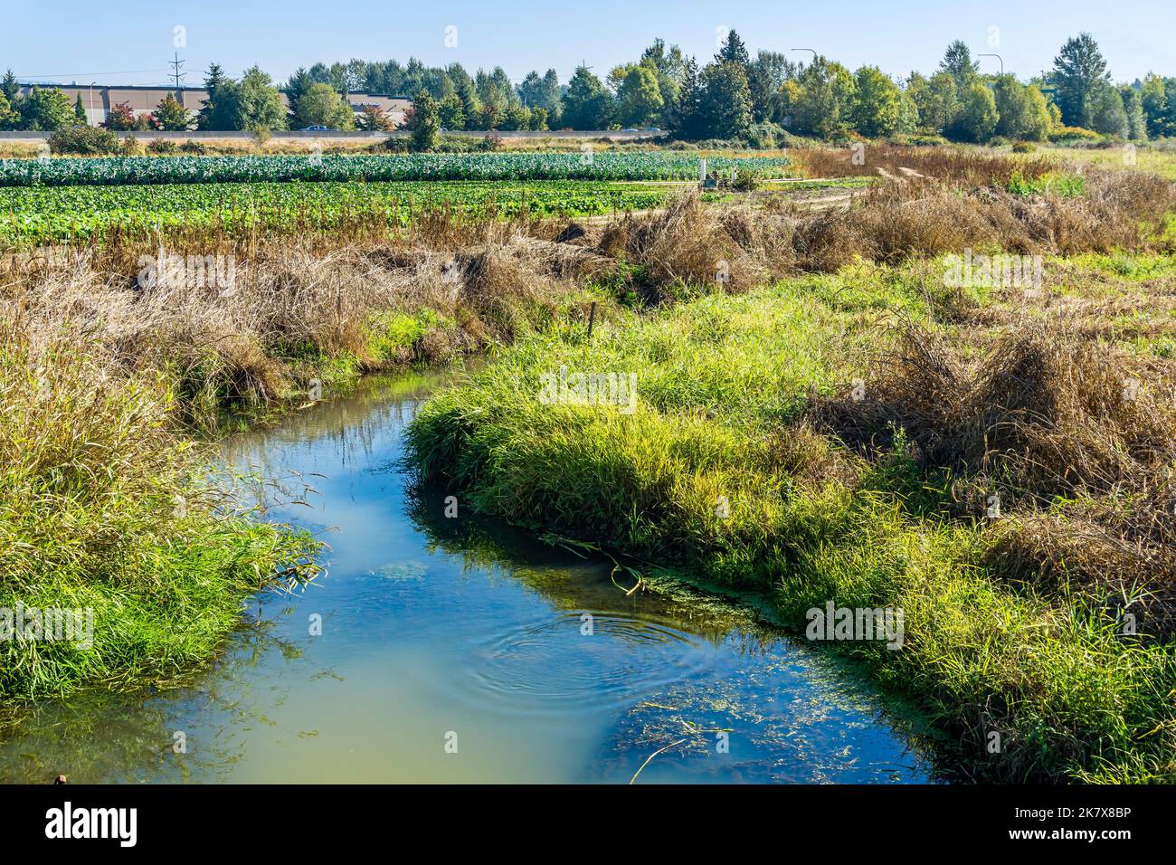 An irrigation trench an crops in Kent, Washington Stock Photo Alamy
