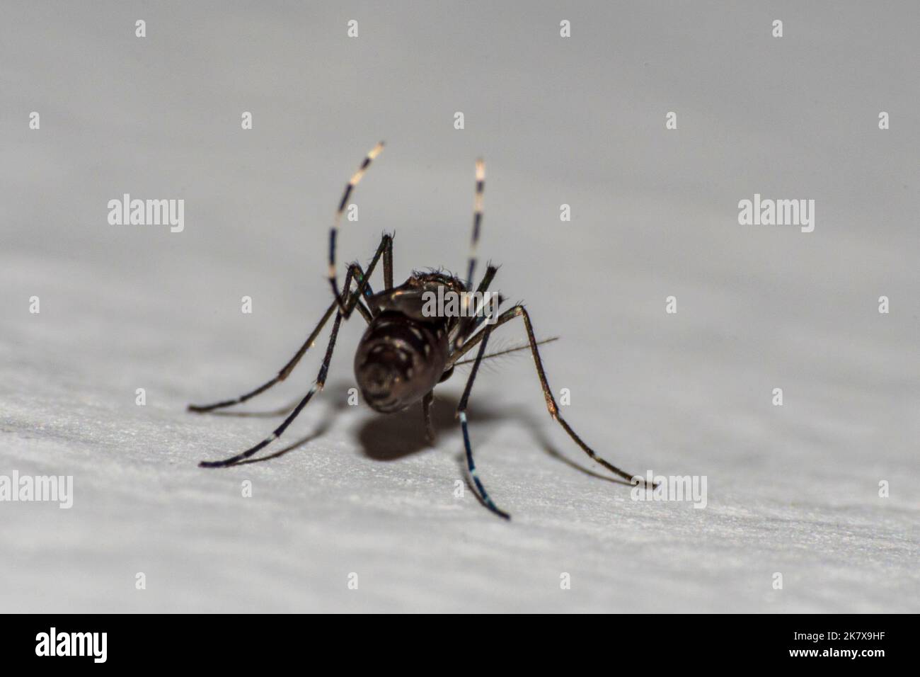 Mosquito specimen in the foreground on the wall of a wall Stock Photo