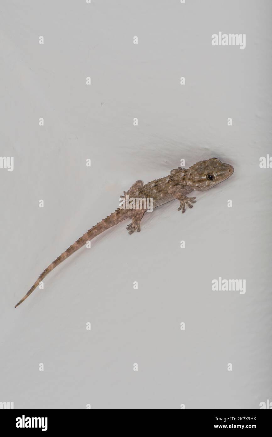 Small gecko on the house wall Stock Photo