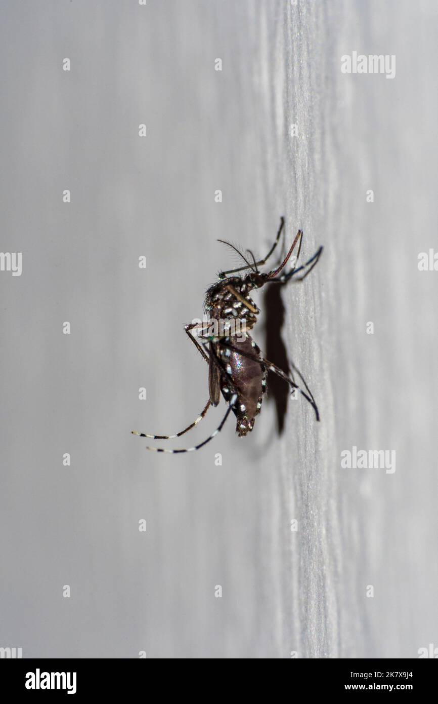 Mosquito specimen in the foreground on the wall of a wall Stock Photo