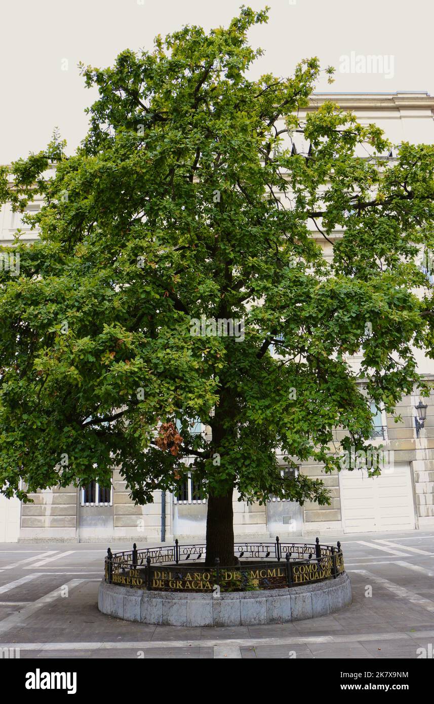 New oak Quercus tree known as El Carbayín planted in 1950 to replace