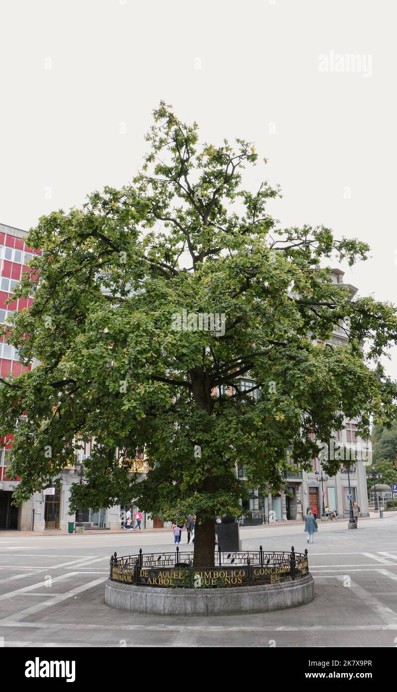 New oak Quercus tree known as El Carbayín planted in 1950 to replace