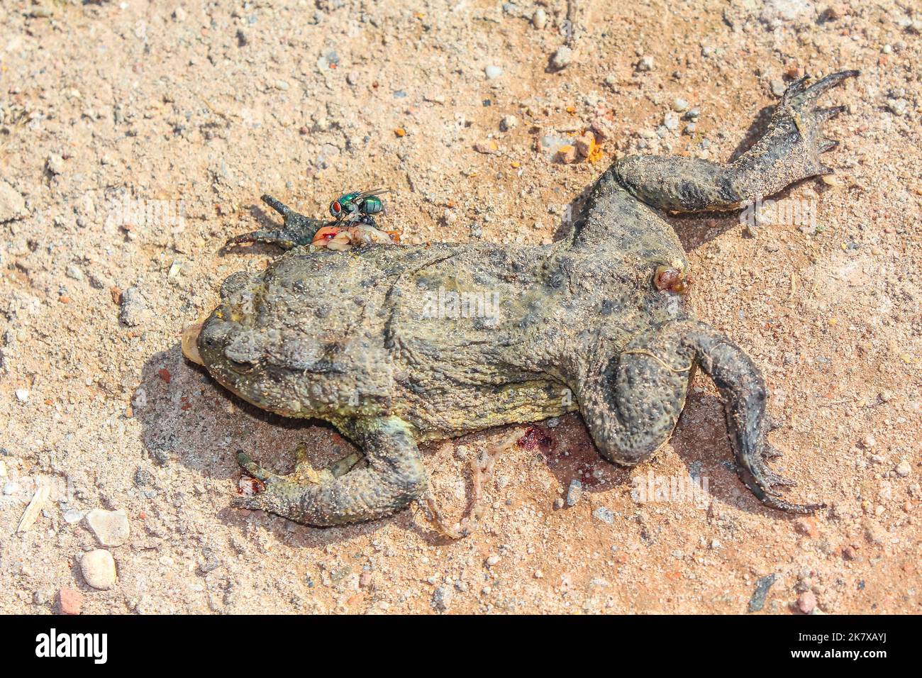 Dead flattened frog with intestines in Cuxhaven Lower Saxony Germany. Stock Photo