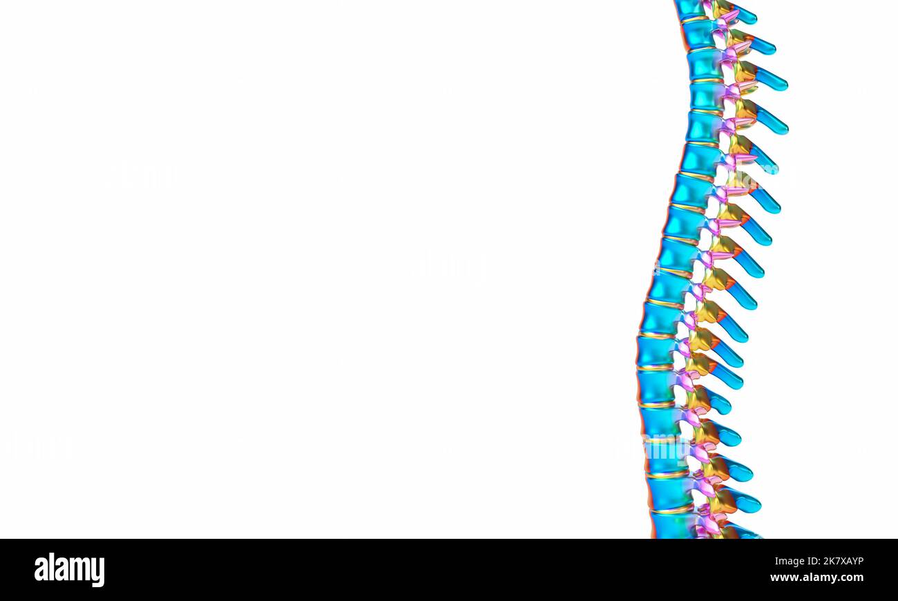 human spine on white background. copyspace. 3d render Stock Photo