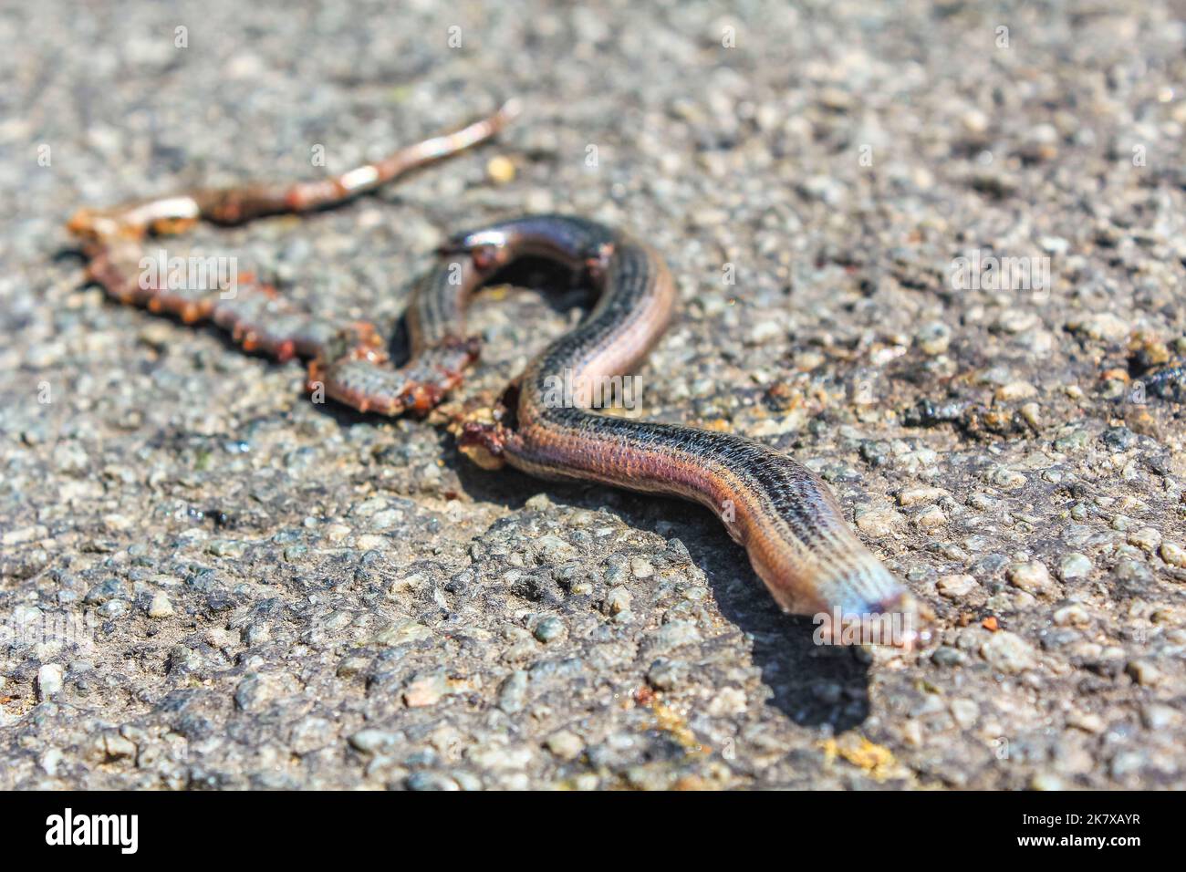 Snake Digestive System