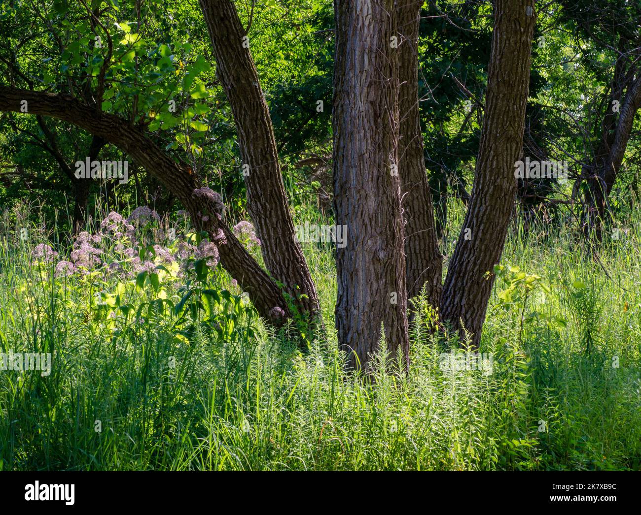 Cottonwood trees shade a savanna area with wildflowers underneath, Rock