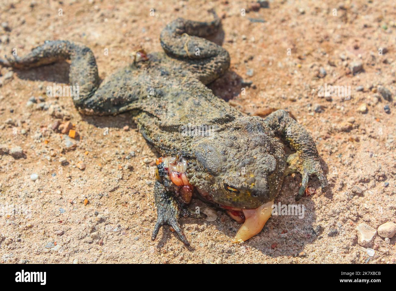 Dead flattened frog with intestines in Cuxhaven Lower Saxony Germany. Stock Photo