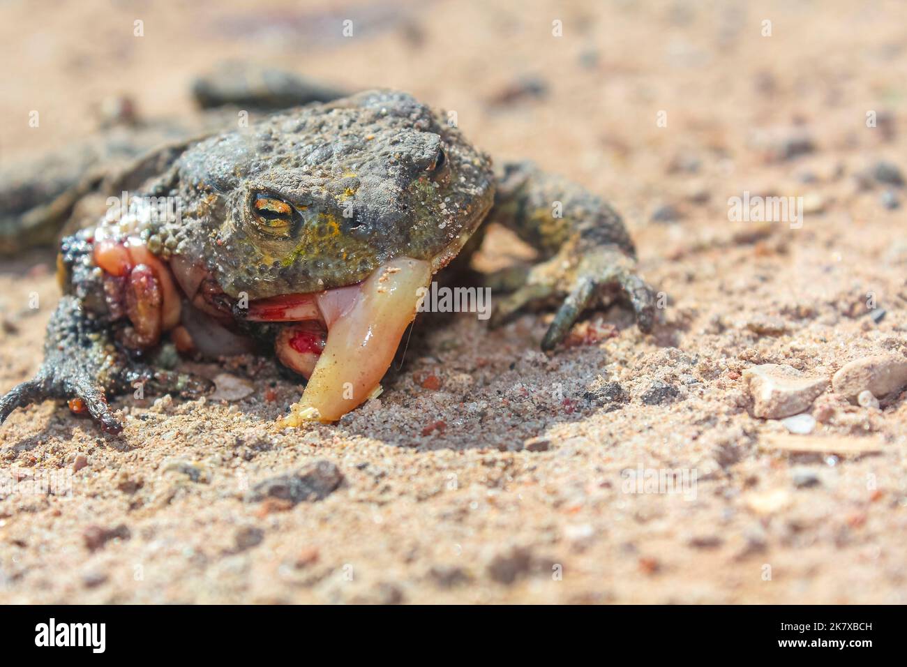 Dead flattened frog with intestines in Cuxhaven Lower Saxony Germany. Stock Photo