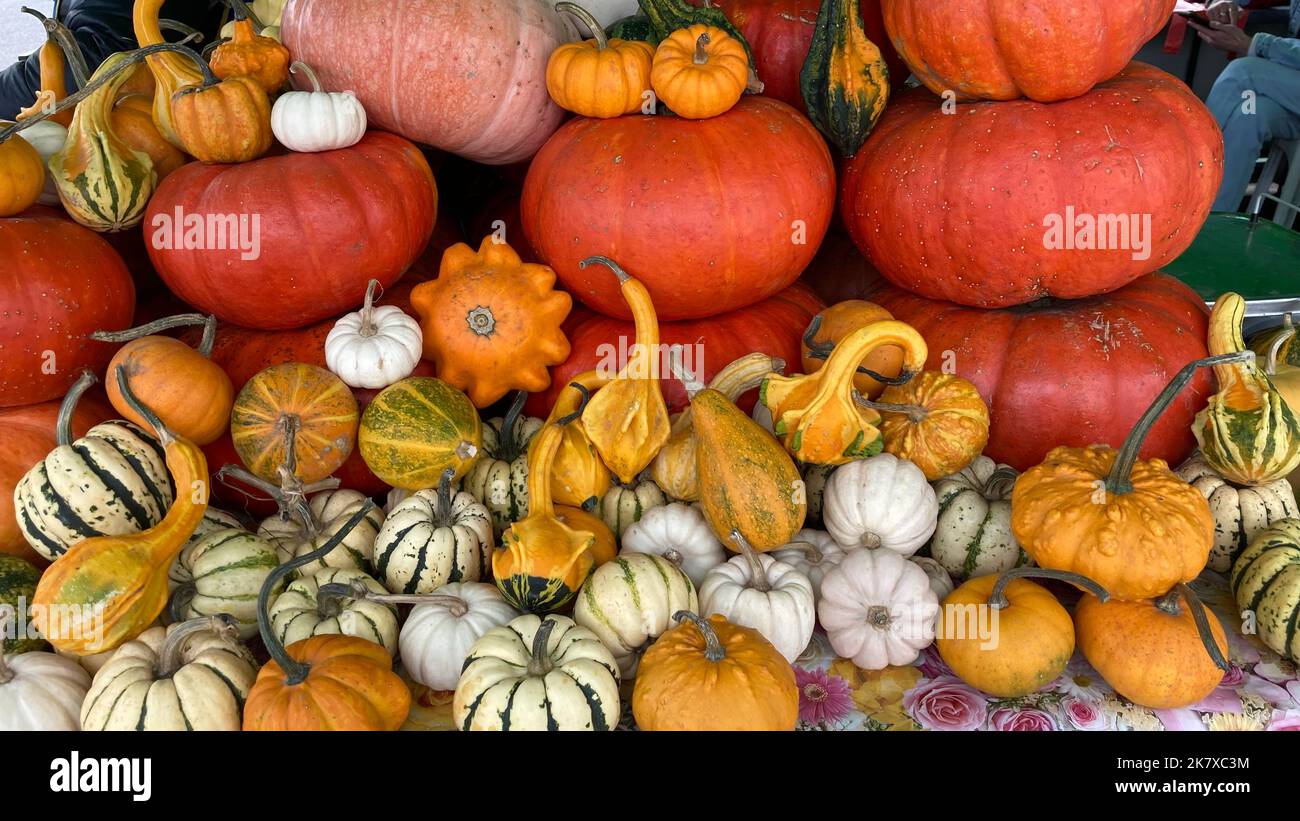 halloween pumpkin. Indian summer. Stock Photo